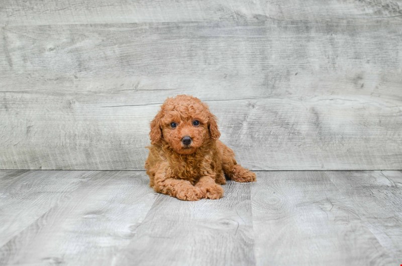 GORGEOUS TOY POODLE PUPPIES FOR GREAT HOMES Image eClassifieds4u