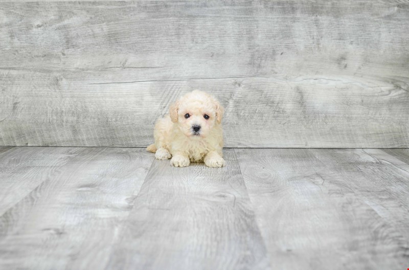 GORGEOUS TOY POODLE PUPPIES FOR GREAT HOMES Image eClassifieds4u