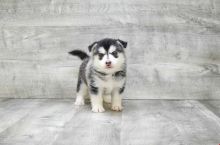 Absolutely Healthy, Cute and Super Lovely Pomsky Puppies Image eClassifieds4U