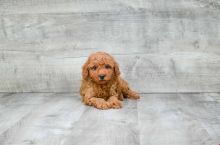 GORGEOUS TOY POODLE PUPPIES FOR GREAT HOMES Image eClassifieds4U