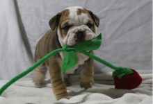 Beautiful Maltipoo puppies