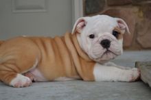 Two Cute English Bulldog Pups for a Lovely Home