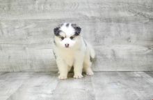 Absolutely Healthy, Cute and Super Lovely Pomsky Puppies