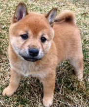 Cute Shiba Inu Puppies Seeking A New And Forever Home.