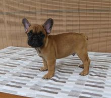 FANTASTIC FRENCH BULLDOG PUPPIES AVAILABLE FOR LOVING FAMILIES