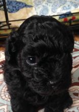 GORGEOUS TOY POODLE PUPPIES FOR GREAT HOMES