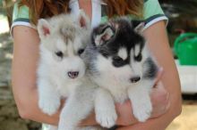 HOME RAISED MALE AND FEMALE SIBERIAN HUSKY PUPPIES FOR NEW HOMES