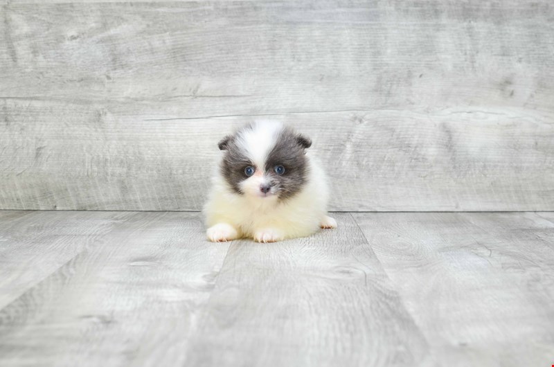 Amazingly stunning Teacup Pomeranian Puppies Available For New Homes Image eClassifieds4u