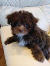 Toy Poodles - Very Cute Image eClassifieds4u 3