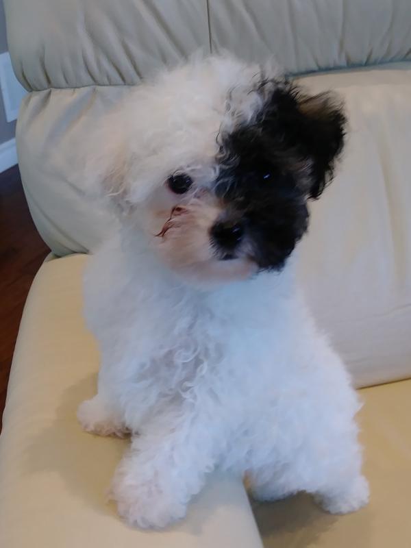 Toy Poodles - Very Cute Image eClassifieds4u