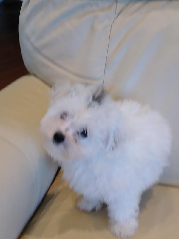 Toy Poodles - Very Cute Image eClassifieds4u