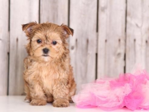🏡 CHARISMATIC ☮ MALE ☮ FEMALE ☮ MORKIE ☮ PUPPIES FOR RE-HOMING 🏡 Image eClassifieds4u
