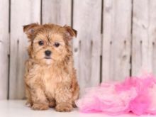 🏡 CHARISMATIC ☮ MALE ☮ FEMALE ☮ MORKIE ☮ PUPPIES FOR RE-HOMING 🏡 Image eClassifieds4u 2