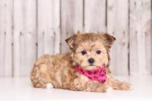🏡 CHARISMATIC ☮ MALE ☮ FEMALE ☮ MORKIE ☮ PUPPIES FOR RE-HOMING 🏡 Image eClassifieds4u 1