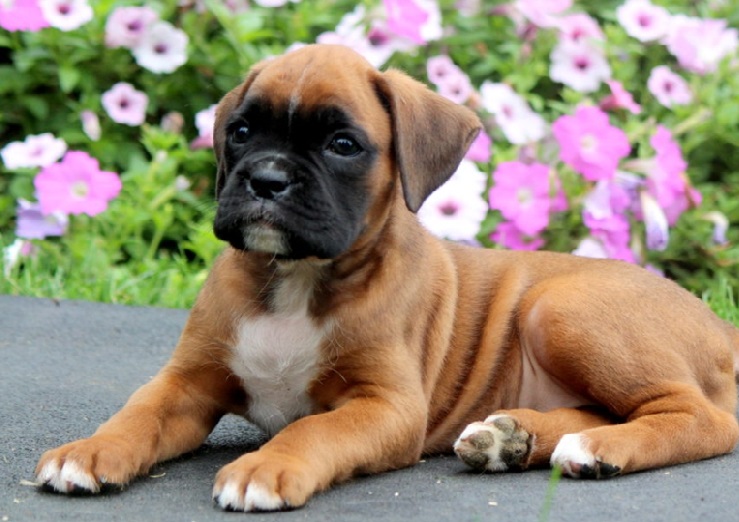 !Beautiful Boxer Pups For Sale.Text on 204-817-5731 Image eClassifieds4u
