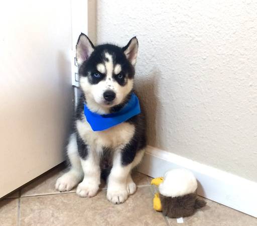 Pure Bred Full Pedigree Siberian Husky Pups Image eClassifieds4u