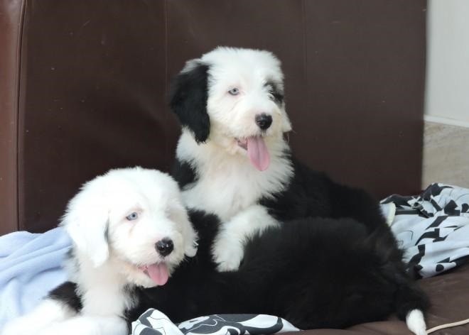!!!Quality Homes Only!!!Old English Sheepdog Pups For Sale.Text on 204-817-5731 Image eClassifieds4u