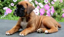 !Beautiful Boxer Pups For Sale.Text on 204-817-5731