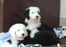 !!!Quality Homes Only!!!Old English Sheepdog Pups For Sale.Text on 204-817-5731