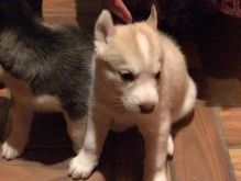 AKC Husky Puppies Text/call 2817219138