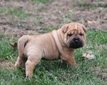 Chinese Shar-Pei Puppies Now Available.Text on 204-817-5731