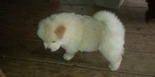 Cream Chow Chow Puppies For Sale.Text on 204-817-5731
