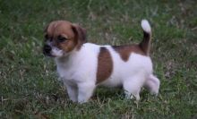 Jack Russell Terrier Puppies For Sale