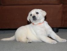 Labrador Retriever Puppies For Sale.Text on 204-817-5731
