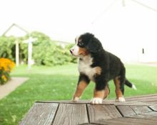 ONLY 2 LEFT NOW**Full Bred Bernese Mountain Puppies for sale.Text on 204-817-5731