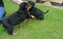 Rottweiler Puppies For Sale.Text on 204-817-5731