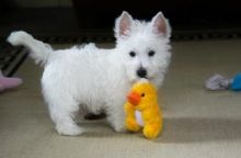 West Highland White Terrier Puppies For Sale.Text on 204-817-5731