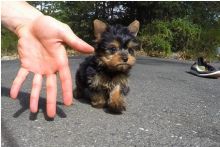 Yorkshire Terrier Puppies For Sale.Text on 204-817-5731