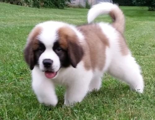 St Bernard Puppies Girls/Boys For Sale.Text on 204-817-5731 Image eClassifieds4u