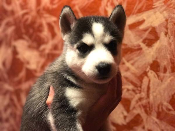 AKC Husky Puppies Text/call 2817219138 Image eClassifieds4u