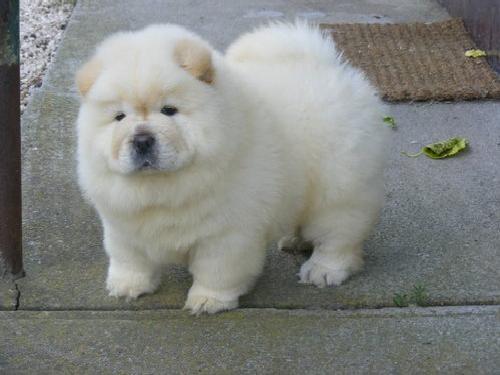Cream Chow Chow Puppies For Sale.Text on 204-817-5731 Image eClassifieds4u