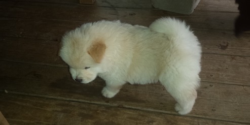 Cream Chow Chow Puppies For Sale.Text on 204-817-5731 Image eClassifieds4u
