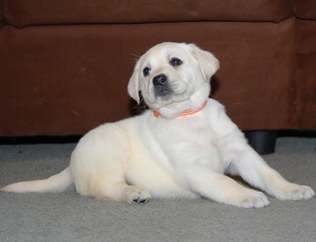 Labrador Retriever Puppies For Sale.Text on 204-817-5731 Image eClassifieds4u