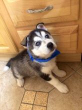 Pure Bred Full Pedigree Siberian Husky Pups Image eClassifieds4u 2