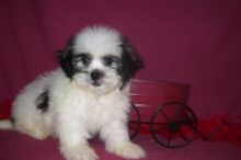 Fantastic lhasa apso Puppies For Sale.Text on 204-817-5731 Image eClassifieds4U