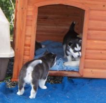 Siberian Husky Puppies For Sale.Text on 204-817-5731 Image eClassifieds4U