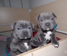 Staffordshire Bull Terrier Puppies For Sale.Text on 204-817-5731 Image eClassifieds4U