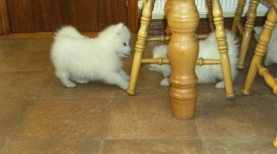 Male and Female Samoyed Pups Ready To Go Now.Text on 204-817-5731 Image eClassifieds4u