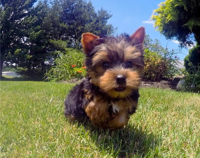 Yorkshire Terrier Puppies For Sale.Text on 204-817-5731 Image eClassifieds4u