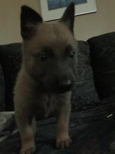 Working Line Dutch Shepherd Puppies Image eClassifieds4u 1