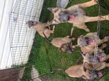 Working Line Dutch Shepherd Puppies Image eClassifieds4u 3