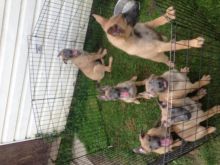 Working Line Dutch Shepherd Puppies Image eClassifieds4u 4