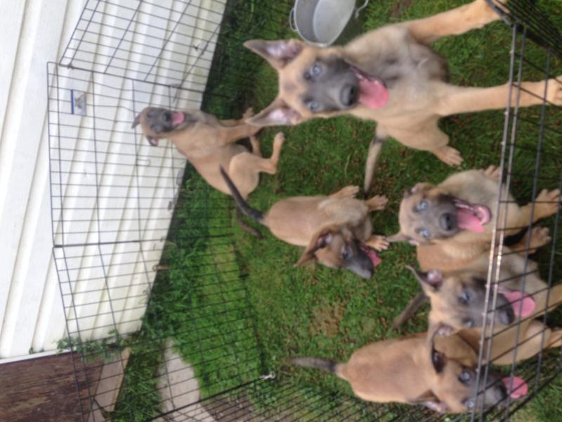 Working Line Dutch Shepherd Puppies Image eClassifieds4u