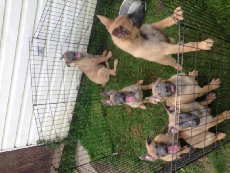 Working Line Dutch Shepherd Puppies Image eClassifieds4u
