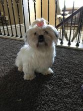 1 year old Shih tzu puppy for sale
