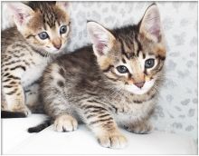 (F2,F3,F4) Savannah Kittens Available text or call at 910 888 0581